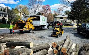 Why Choose Our Tree Removal Services in Security Widefield, CO?