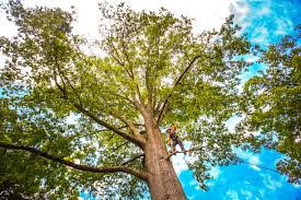 Trusted Security Widefield, CO Tree Services Experts