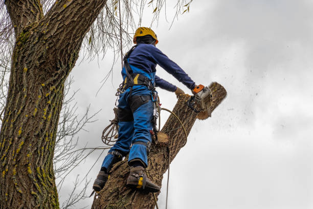 Best Leaf Removal  in Security Widefield, CO